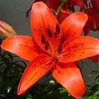 Lilium