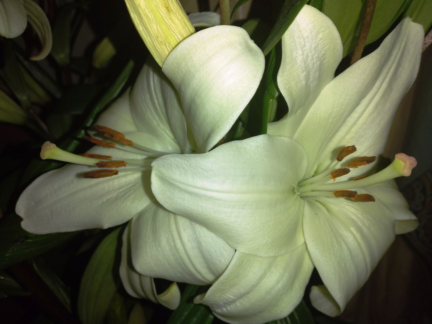 Lilium bianchi
