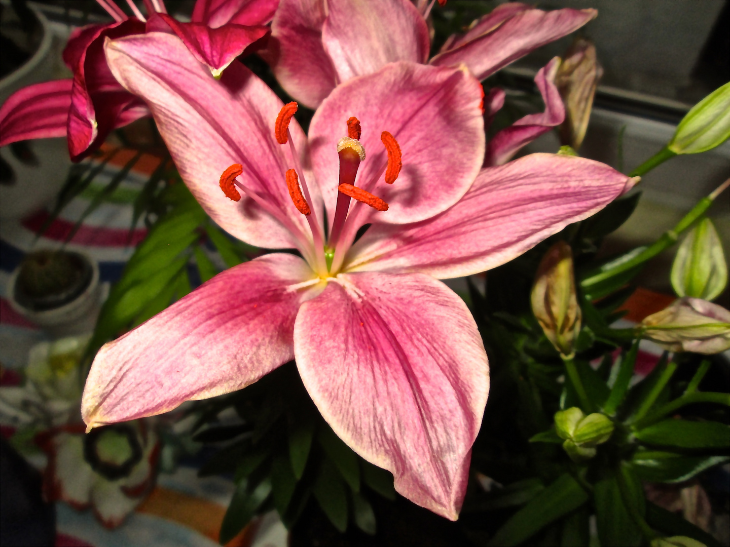 Lilium Blüte aus meinem Wintergarten.