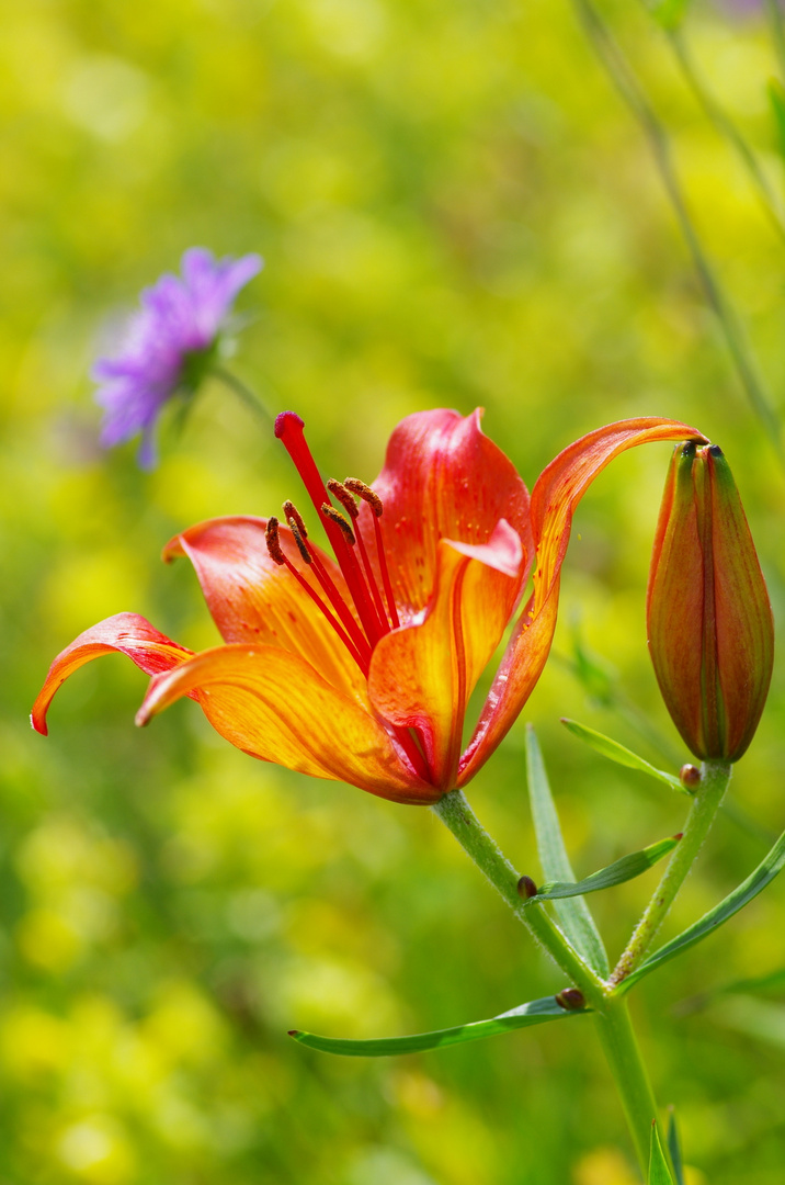 lilium bulbiferum