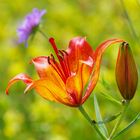 lilium bulbiferum