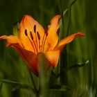 lilium bulbiferum II