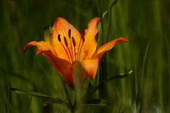 lilium bulbiferum II