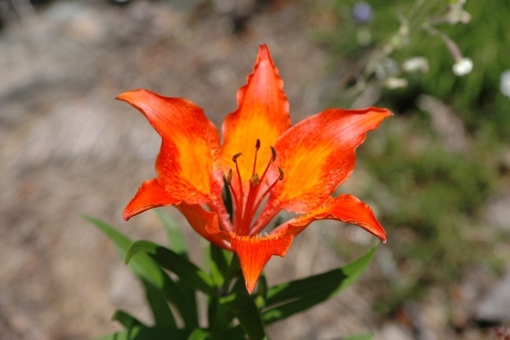 Lilium bulbiferun cròceum (Giglio rosso di San Giovanni)