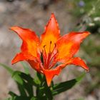 Lilium bulbiferun cròceum (Giglio rosso di San Giovanni)