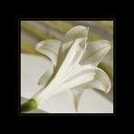 Lilium candidum