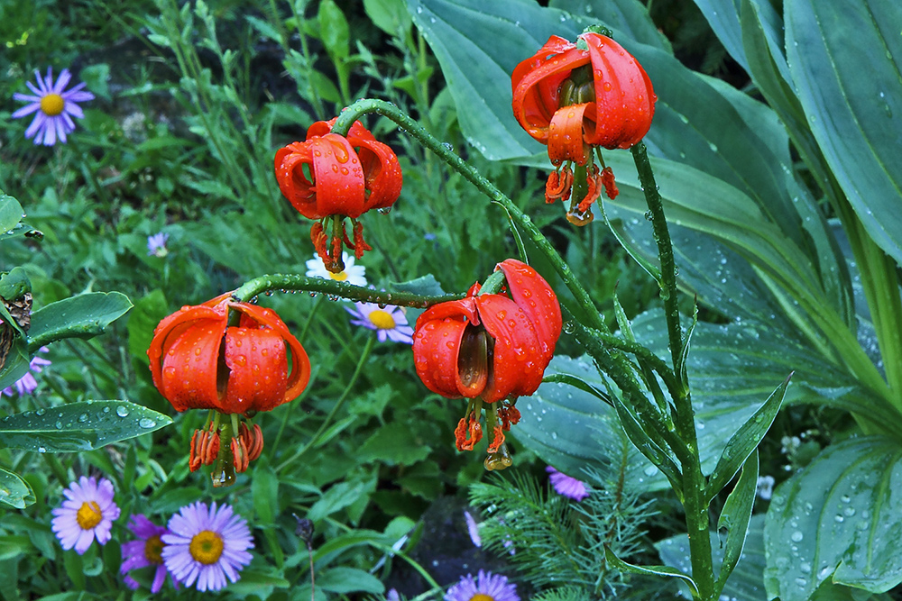 Lilium cariolica