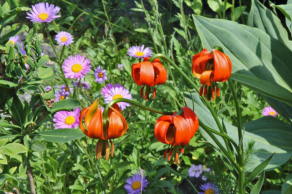 Lilium cariolicum