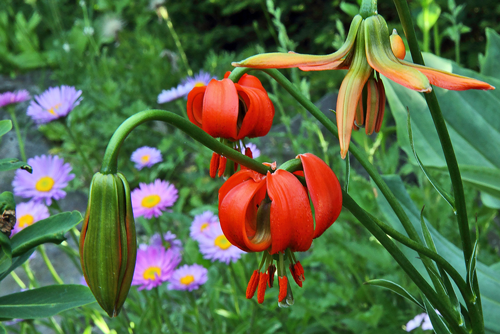 Lilium cariolicum