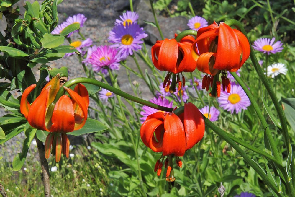 Lilium cariolicum größer