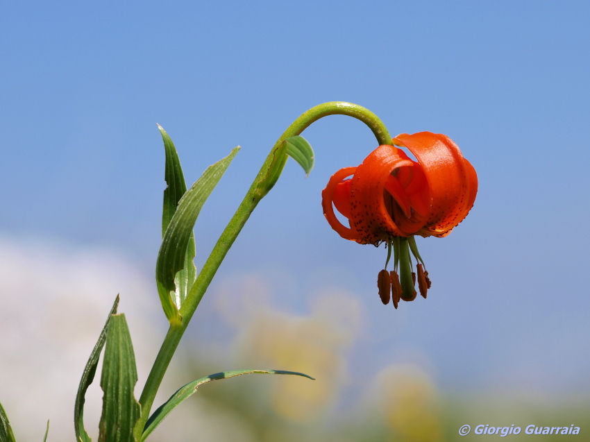 Lilium Carniolicum