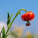 Lilium Carniolicum