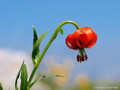 Lilium Carniolicum