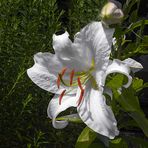 Lilium Casa Blanca