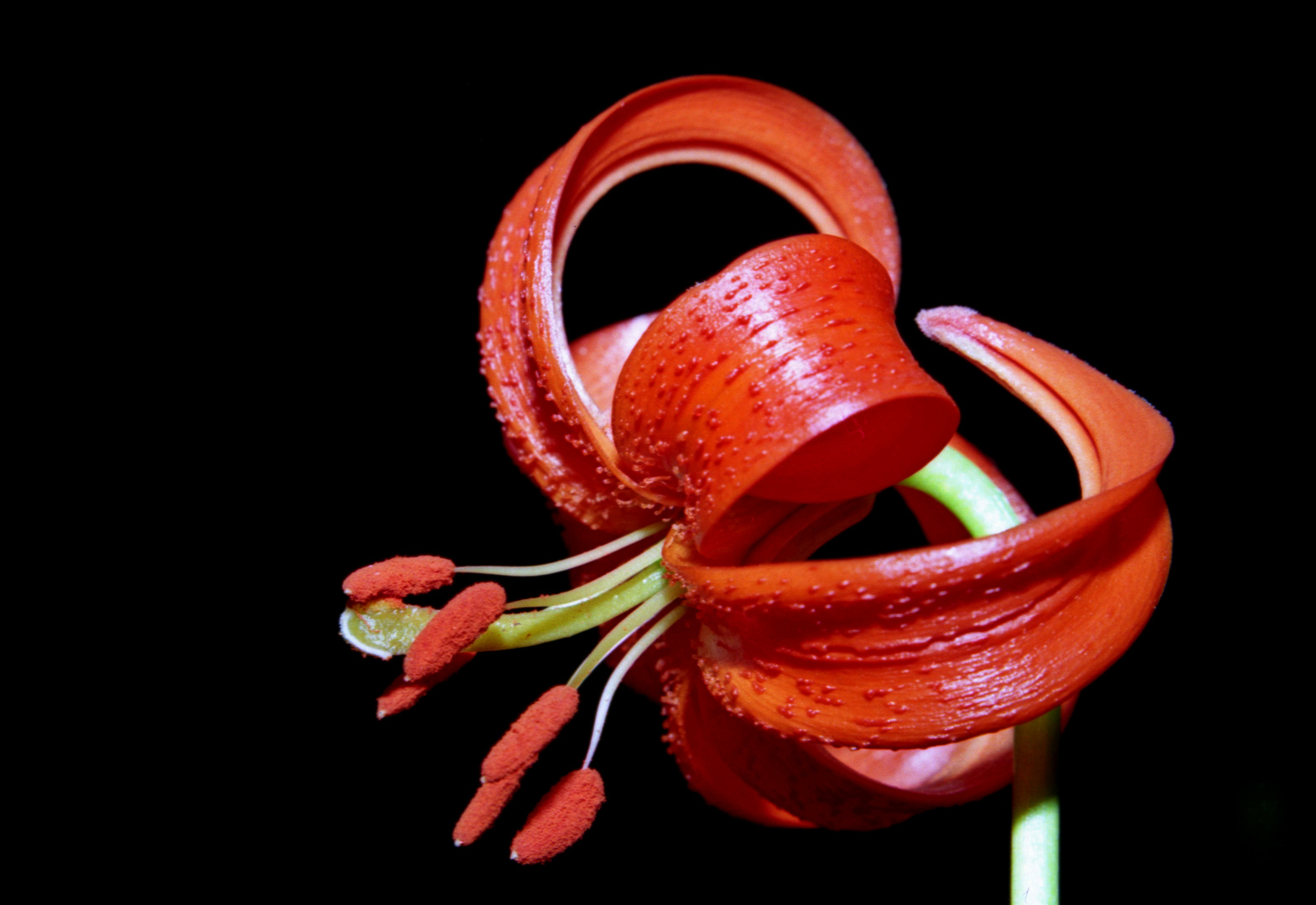 Lilium chalcedonium