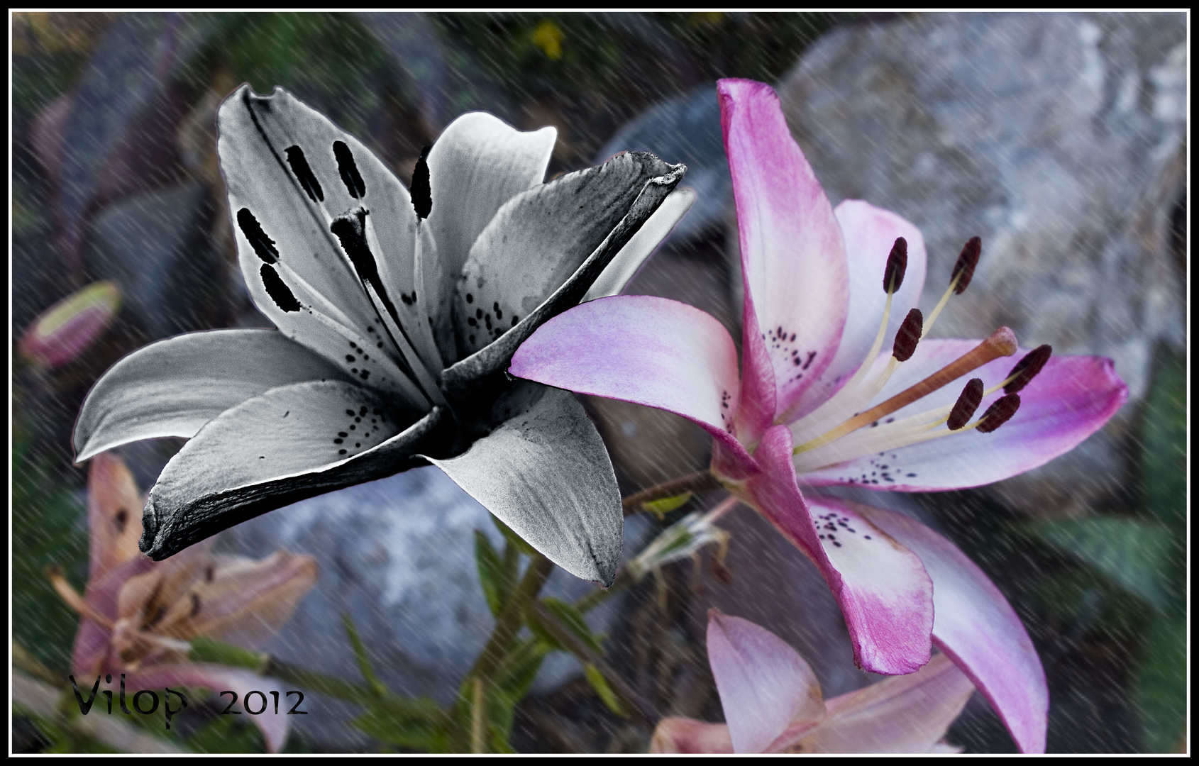 LILIUM-COLOR+ B-N