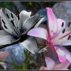 LILIUM-COLOR+ B-N