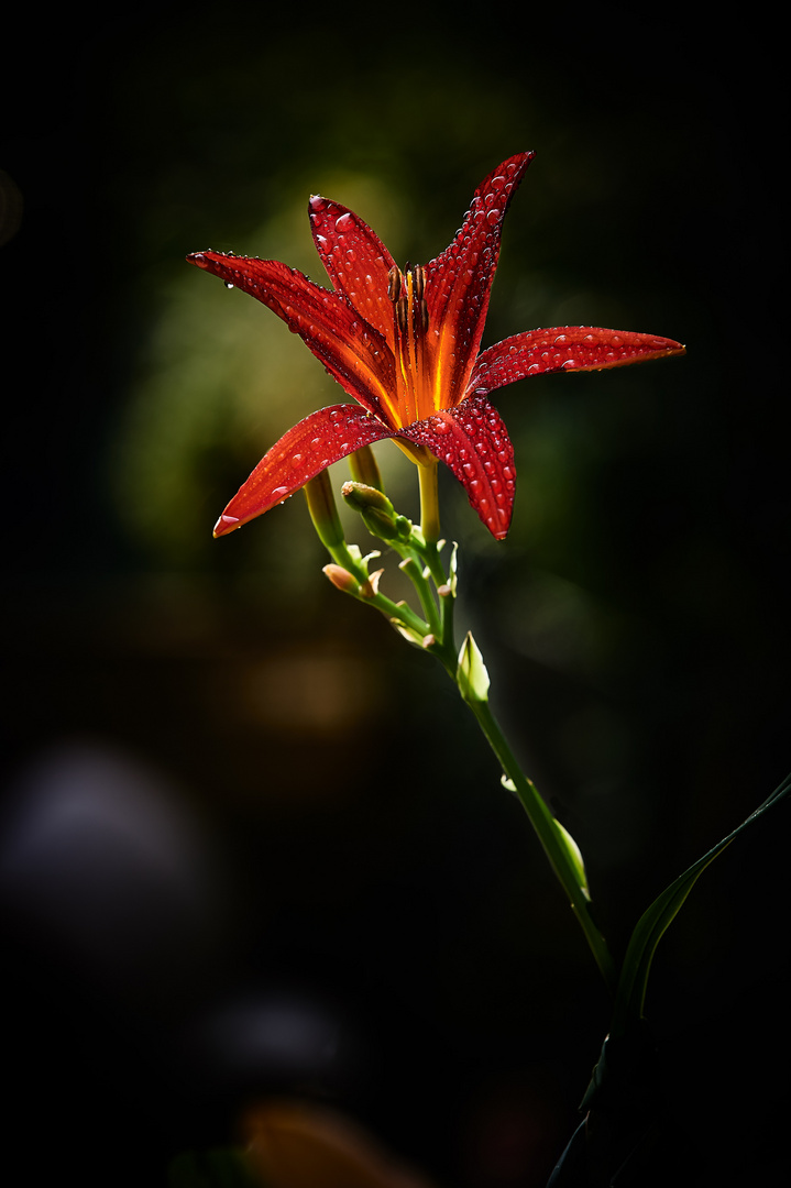 Lilium