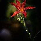 Lilium