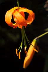 Lilium henryi