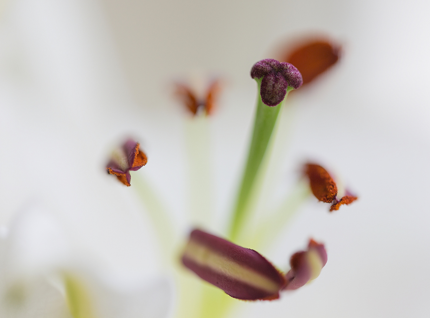 Lilium "Innereien"