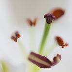 Lilium "Innereien"