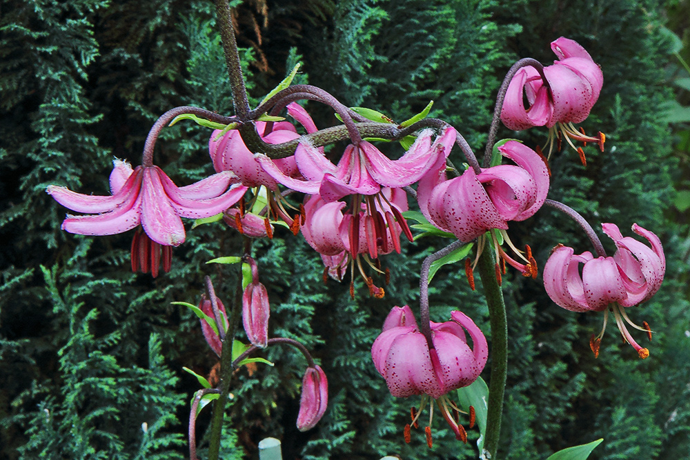 Lilium martagon