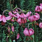 Lilium martagon