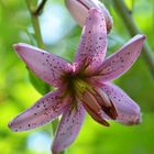 Lilium martagon