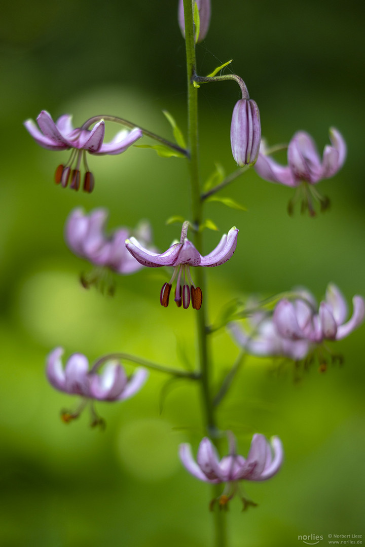 lilium martagon