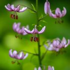 lilium martagon