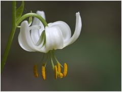 Lilium martagon