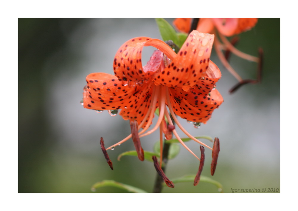 Lilium martagon