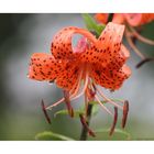 Lilium martagon