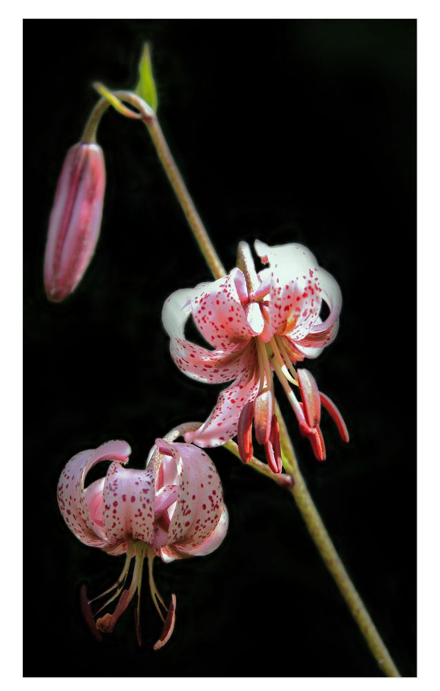 Lilium martagon