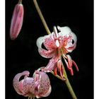 Lilium martagon