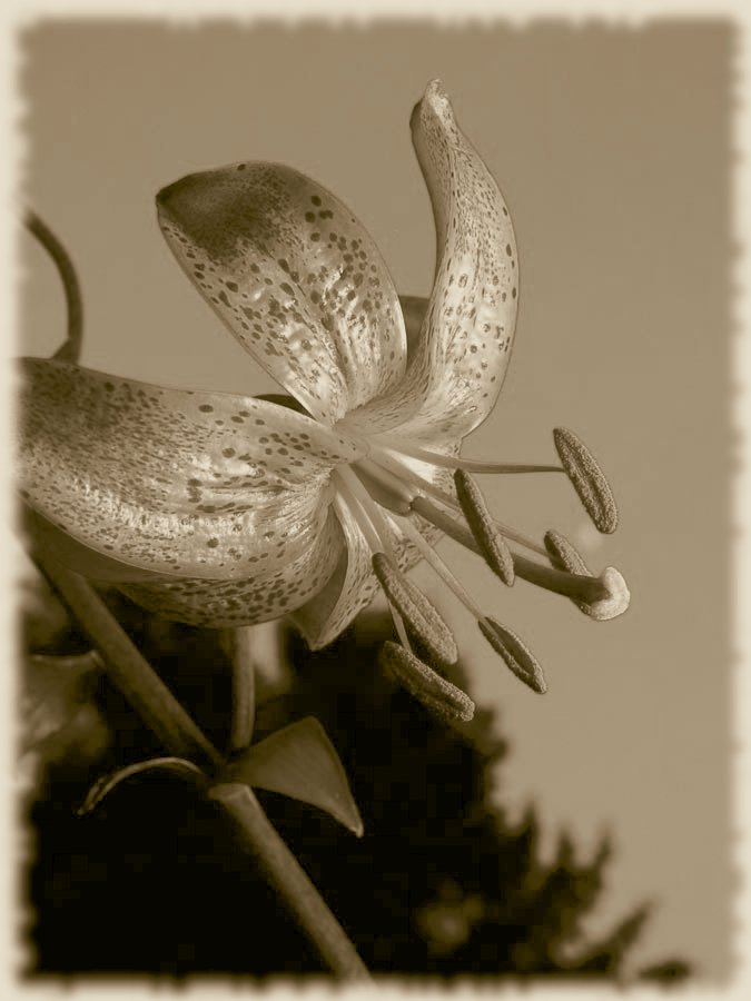 Lilium Martagon