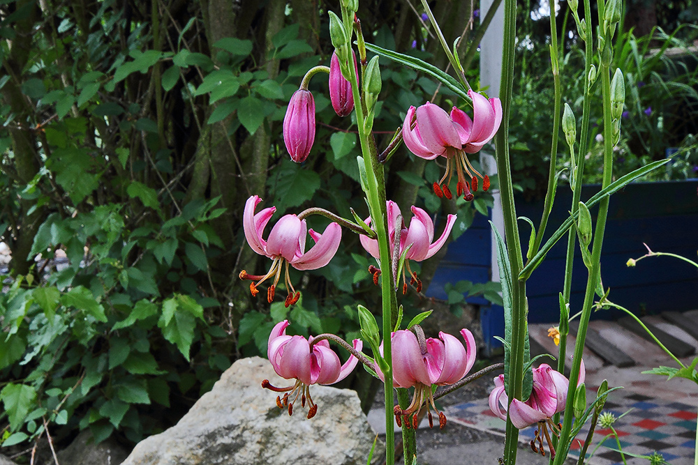 Lilium martagon