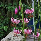 Lilium martagon