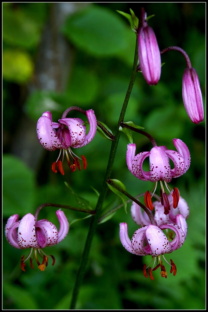 Lilium martagon