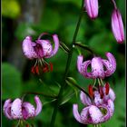 Lilium martagon