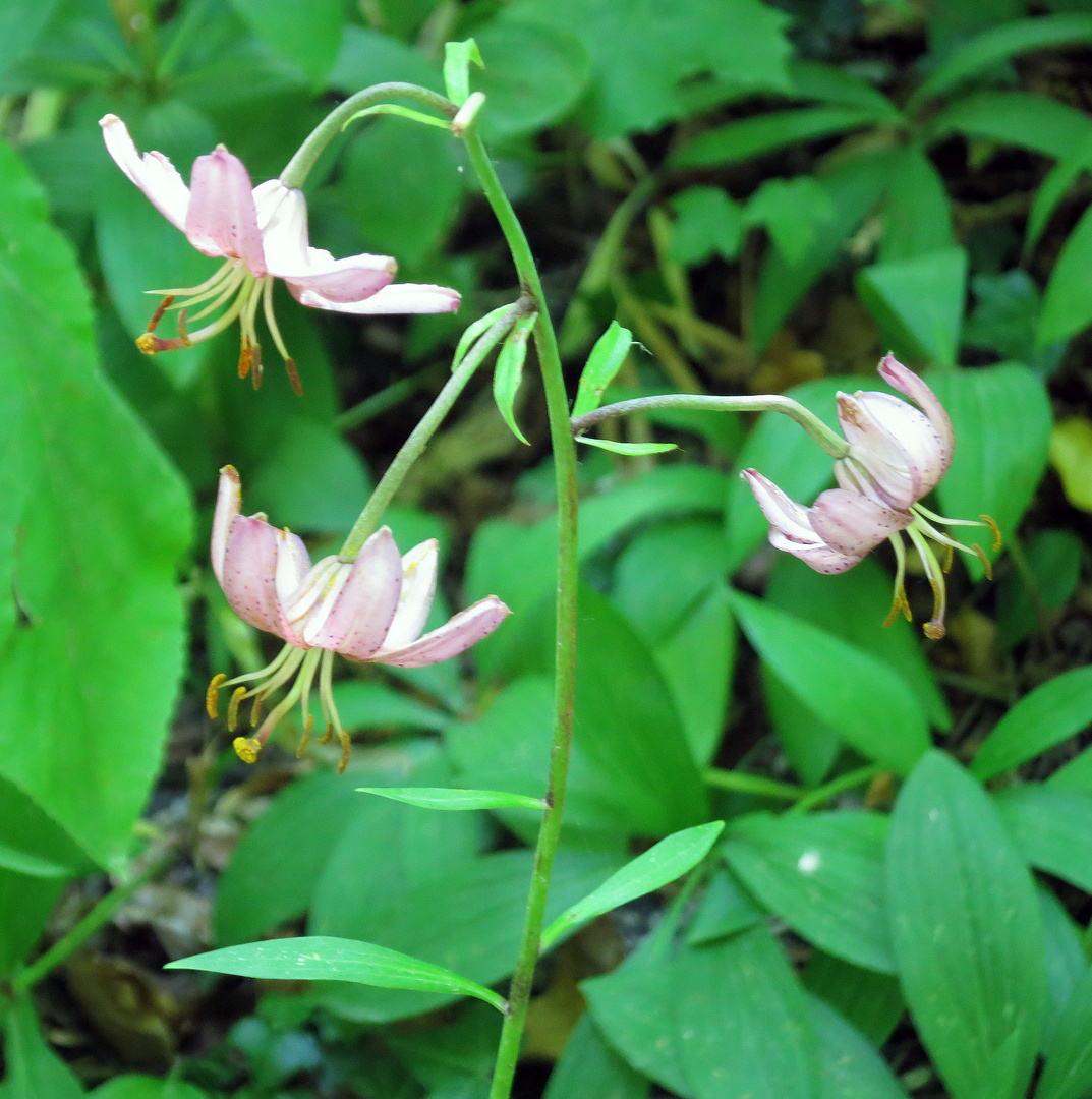 Lilium martagon