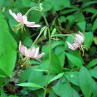 Lilium martagon