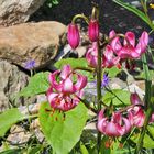 Lilium martagon