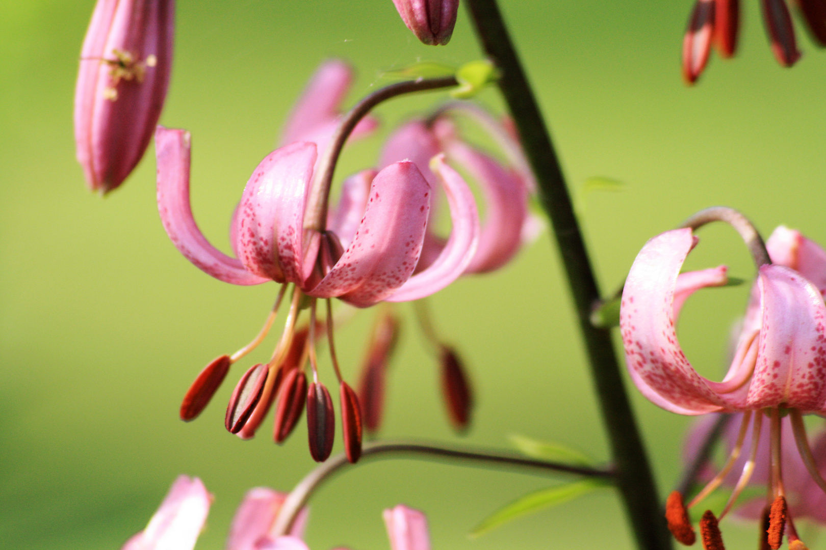 Lilium martagon