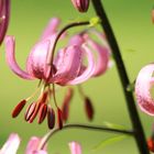 Lilium martagon