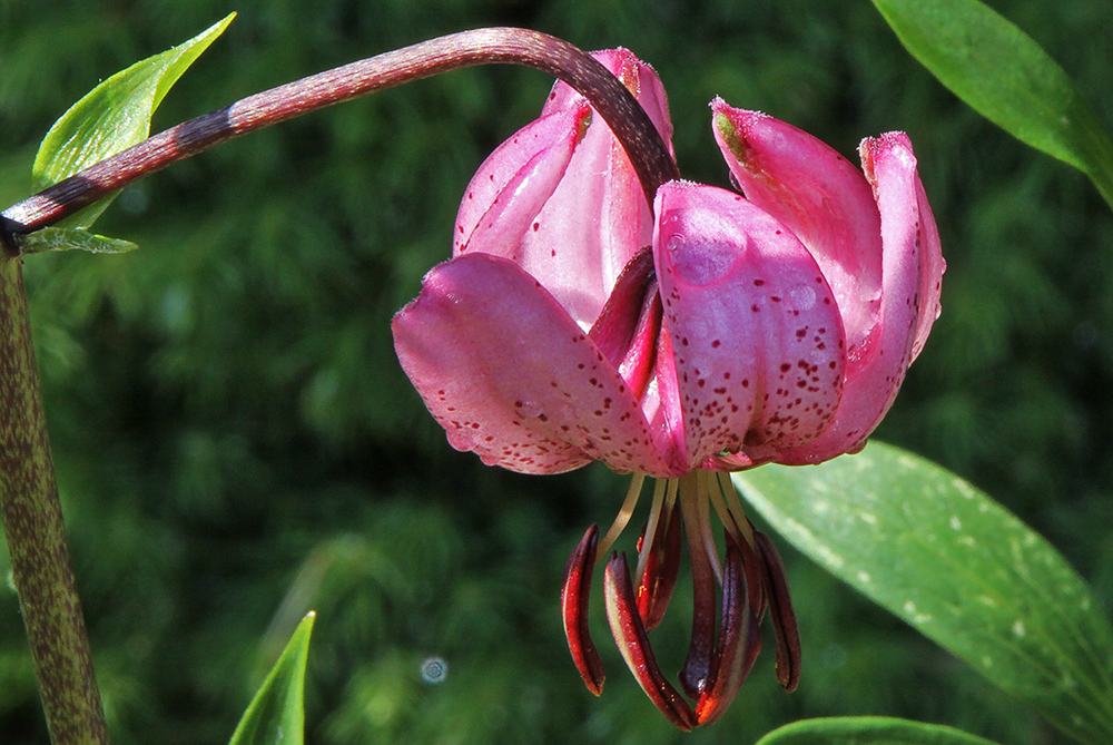 Lilium martagon