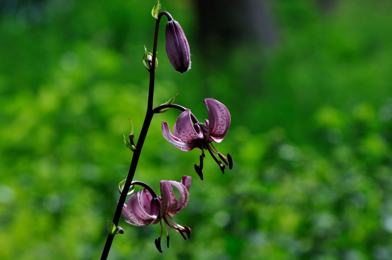 Lilium martagon