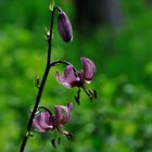 Lilium martagon