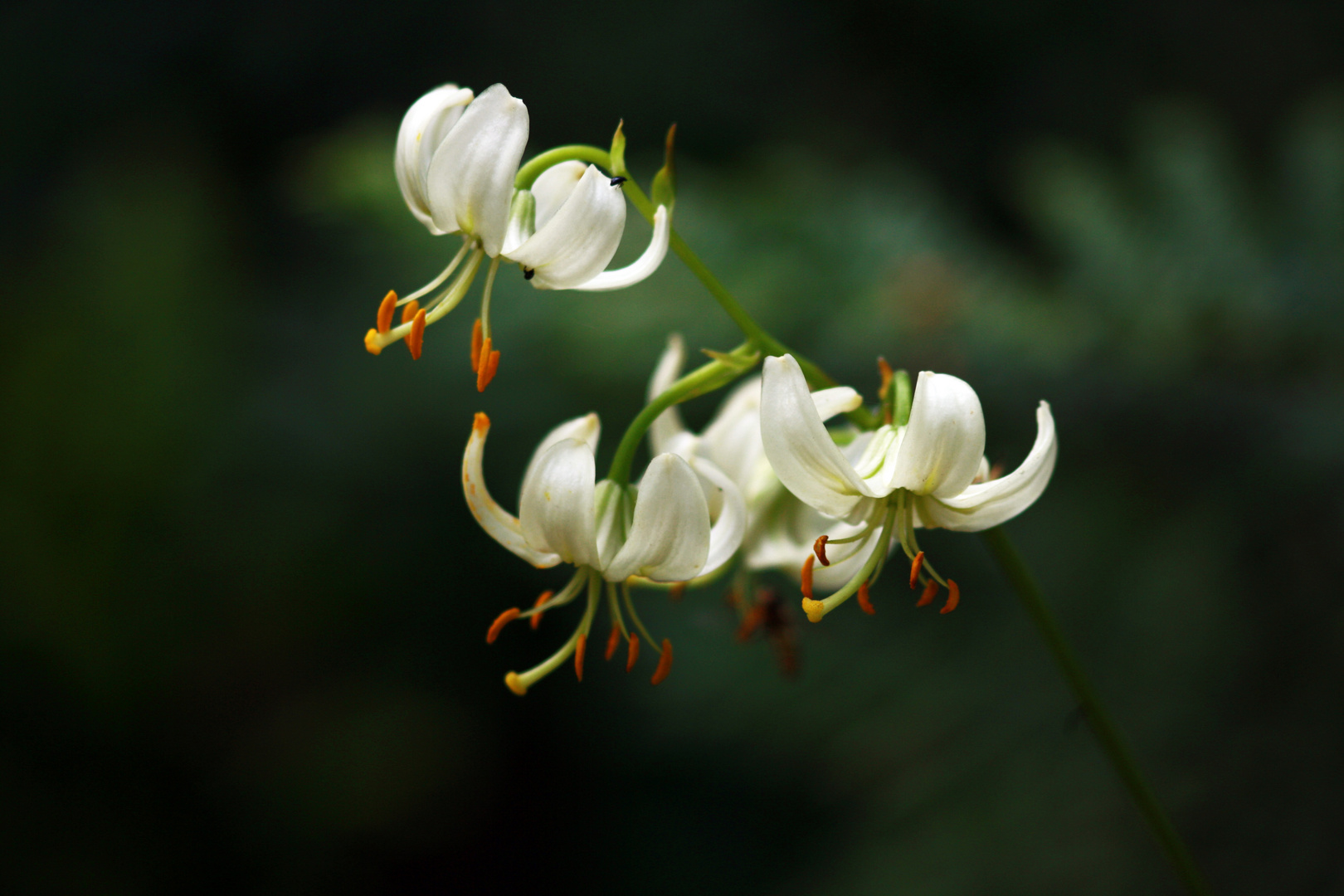 Lilium martagon alba